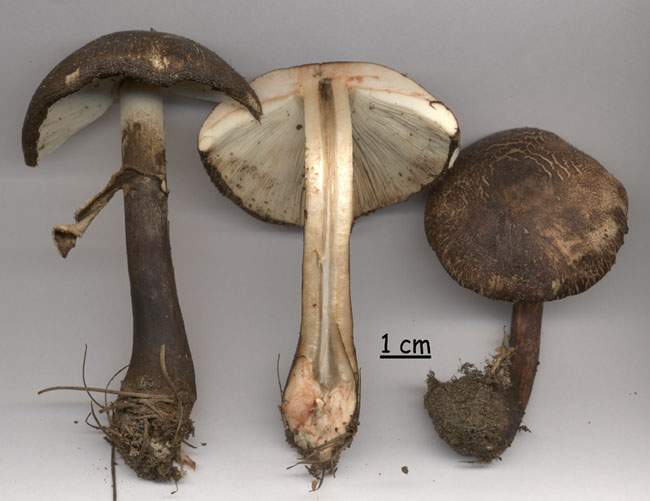 Leucoagaricus badhamii